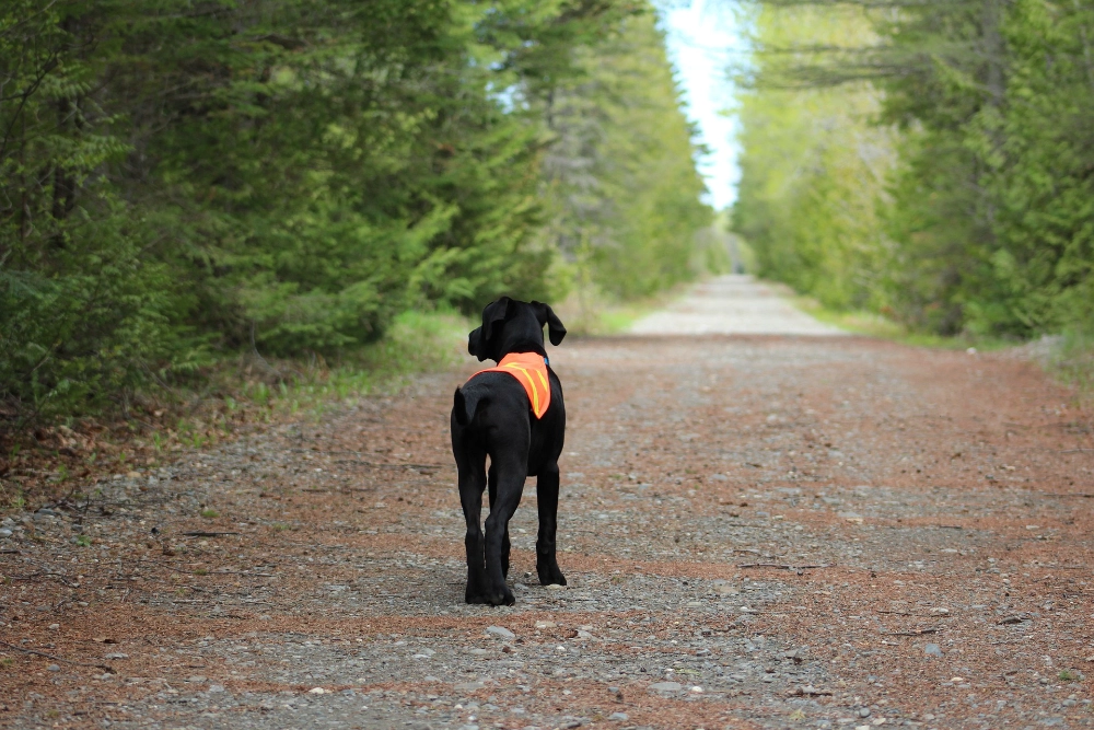 Les 8 conseils pour éviter les dangers en promenade