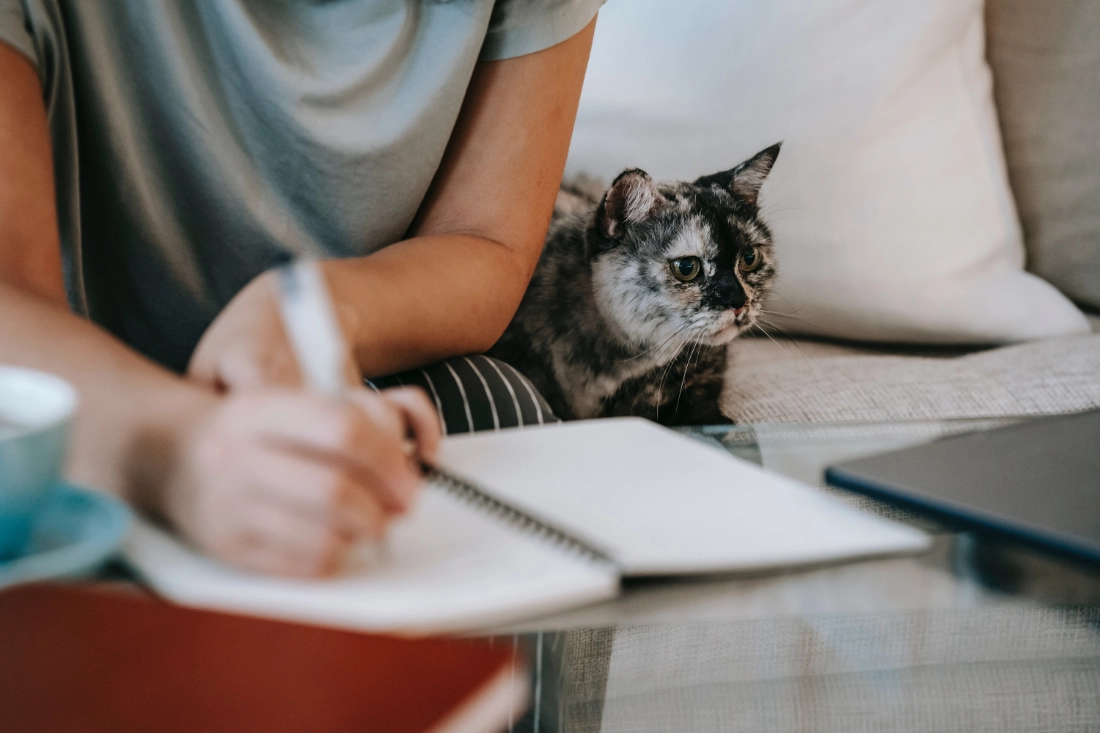 Mon chat m'accompagne au travail