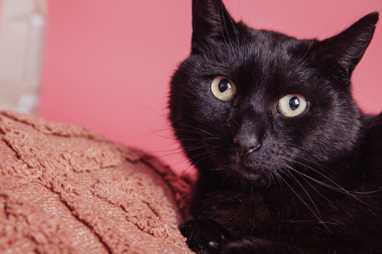 Top 5 des faits plus étonnants chez les chats !