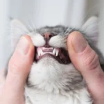 Prendre soin des dents de son chat