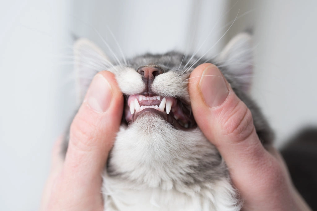 Prendre soin des dents de mon chien ou de mon chat