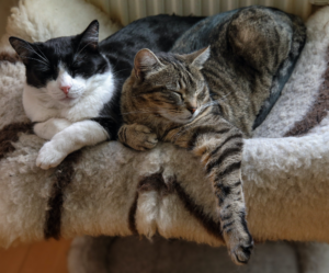 Katten ontspannen in hun hangmat
