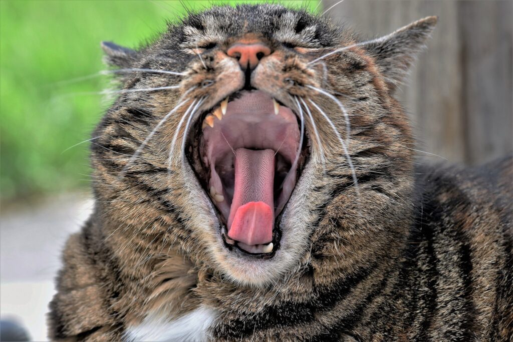 Geeuwende kat met zichtbare tong
