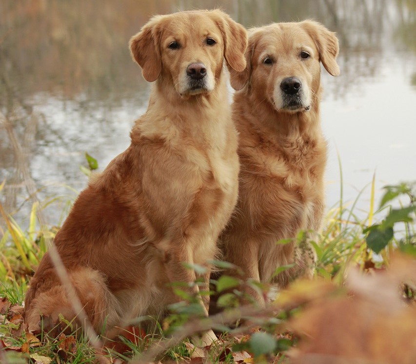 2 Golden Retriever