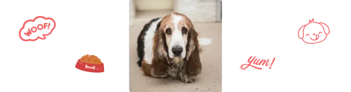 Aliment Basset Hound