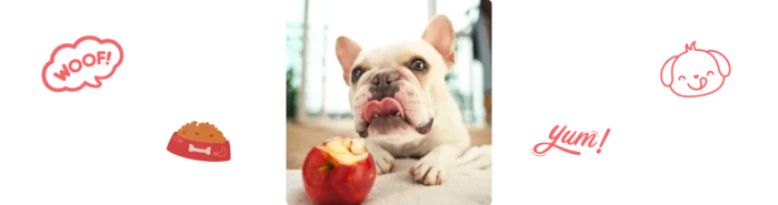 Chien qui mange une pomme