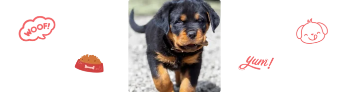 Aliment Rottweiler