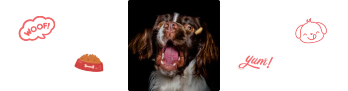 Aliment Springer Spaniel