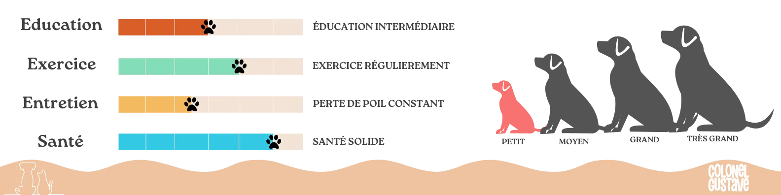 Caractéristiques du Teckel