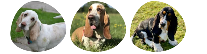 Couleurs Basset Hound