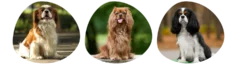 Couleurs Cavalier King Charles