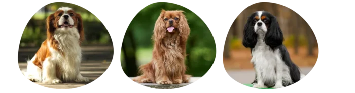 Couleurs Cavalier King Charles
