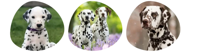 Couleurs Dalmatien