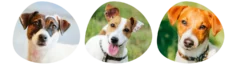 Couleurs Jack Russell
