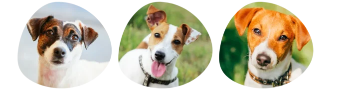 Couleurs Jack Russell