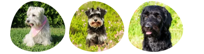 Couleurs Schnauzer