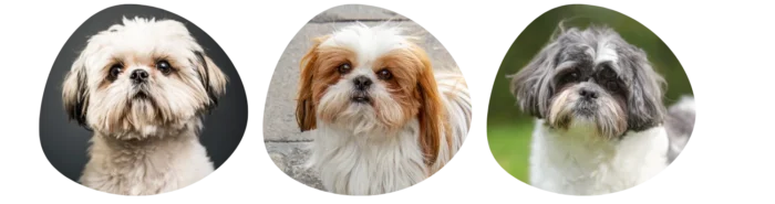 Couleurs Shih Tzu