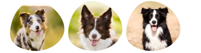 Couleurs border collie