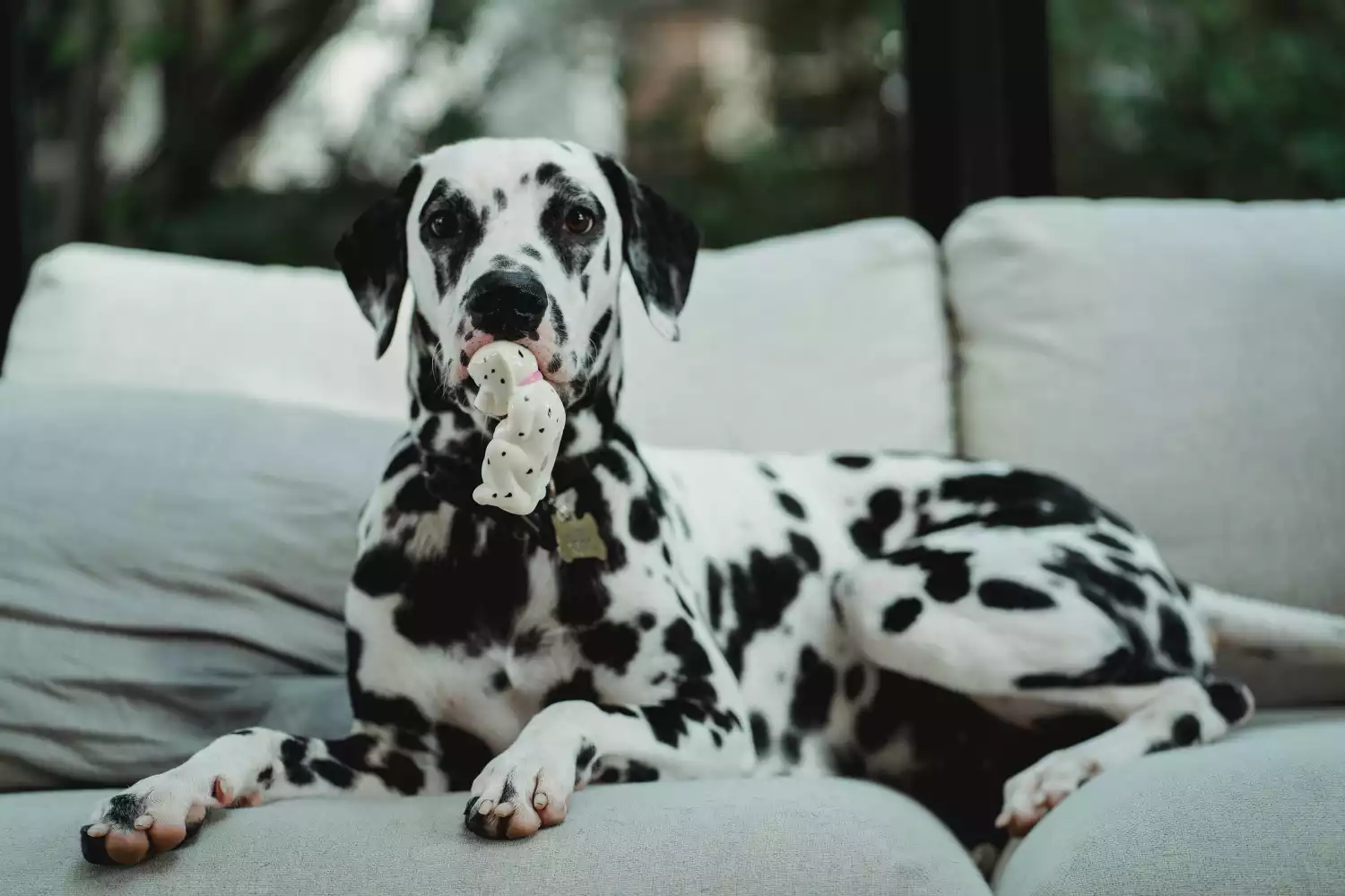 Dalmatien couché sur le divan