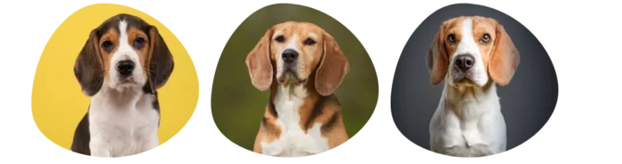 Couleurs beagle