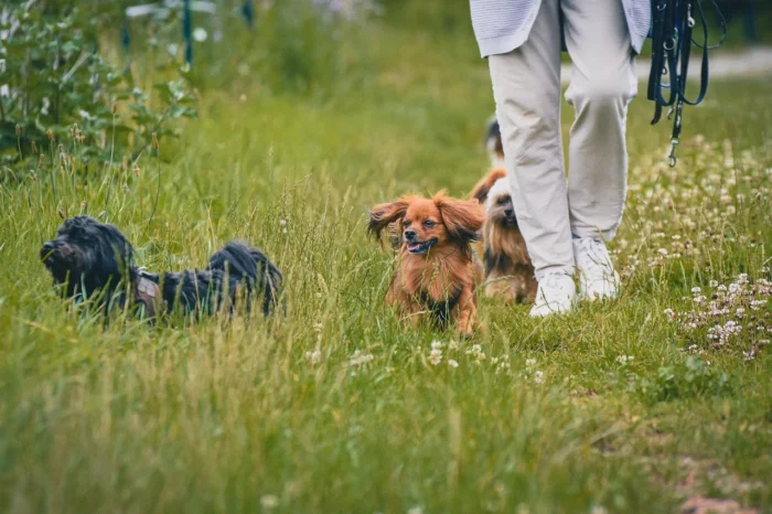 Les bienfaits des promenades pour les chiens…  Et vous même !