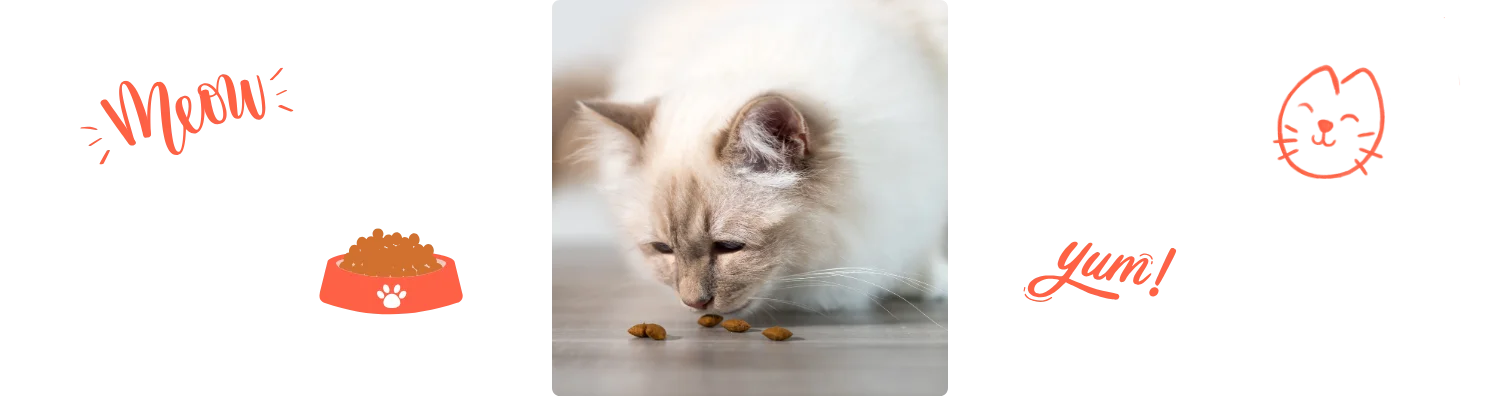 Birman qui mange