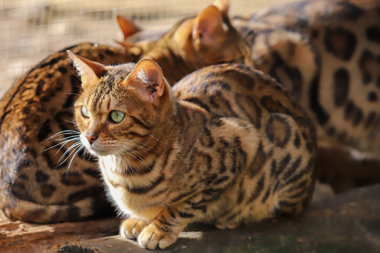 Chat du Bengal