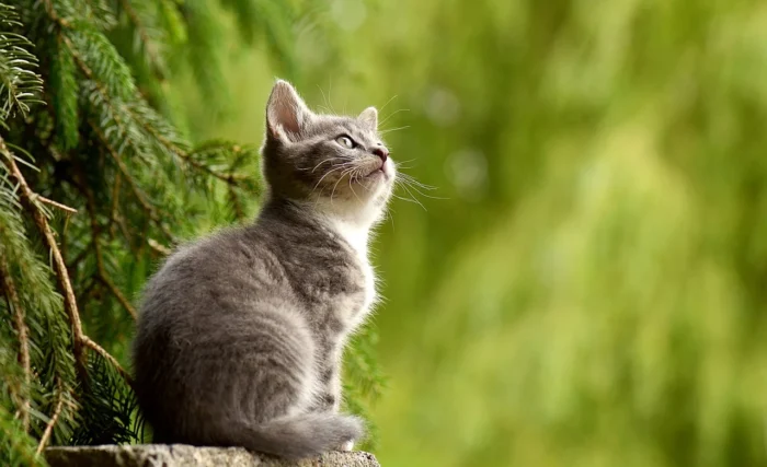 Un nouveau chaton ? Voici des idées de noms pour un mâle !