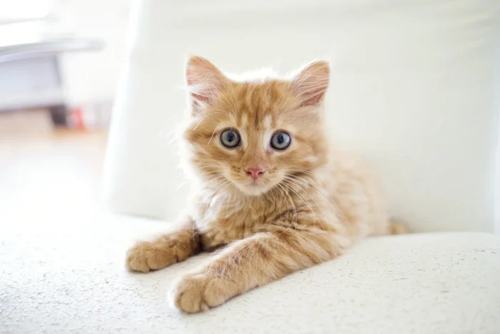 Voici des idées de noms de chat pour femelle !