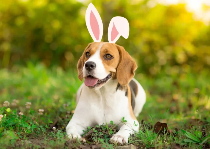 Comment fêter Pâques avec son chien ?