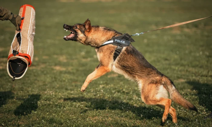 Top 10 redenen waarom honden agressief zijn