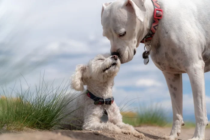 Top 10 des chiens considérés dangereux