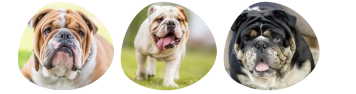 Couleurs Bulldog Anglais