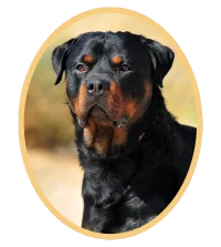 Rottweiler