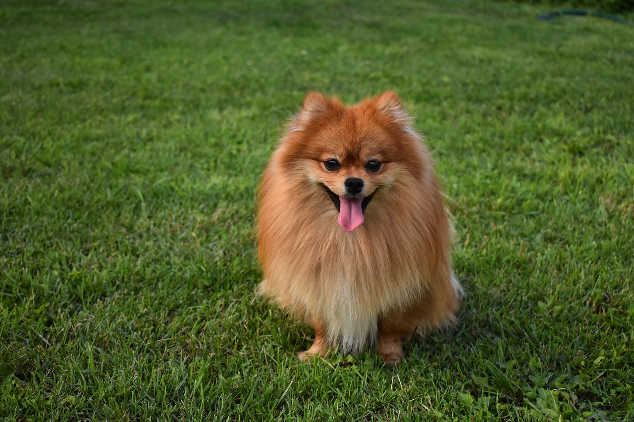 Spitz nain dans un jardin