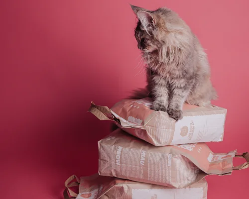 Le Guide Ultime pour Choisir les Meilleures Croquettes pour Votre Chat en 2025