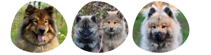 Couleurs Eurasier