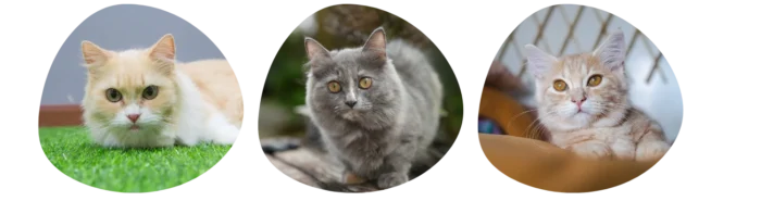 Couleurs Munchkin