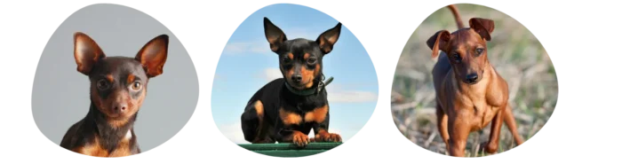 Couleurs pinscher nain