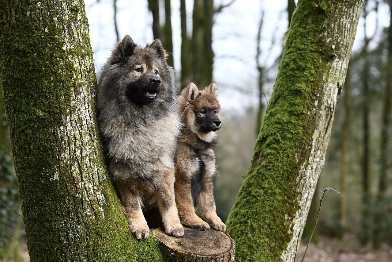 Eurasier