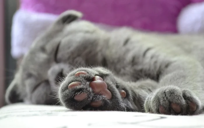 Cat’s paws: 10 things you need to know
