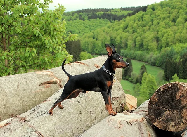 Pinscher nain Colonel Gustave