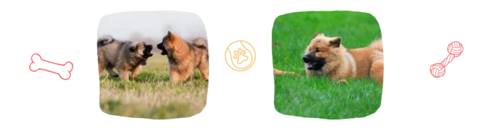 Vie idéale Eurasier