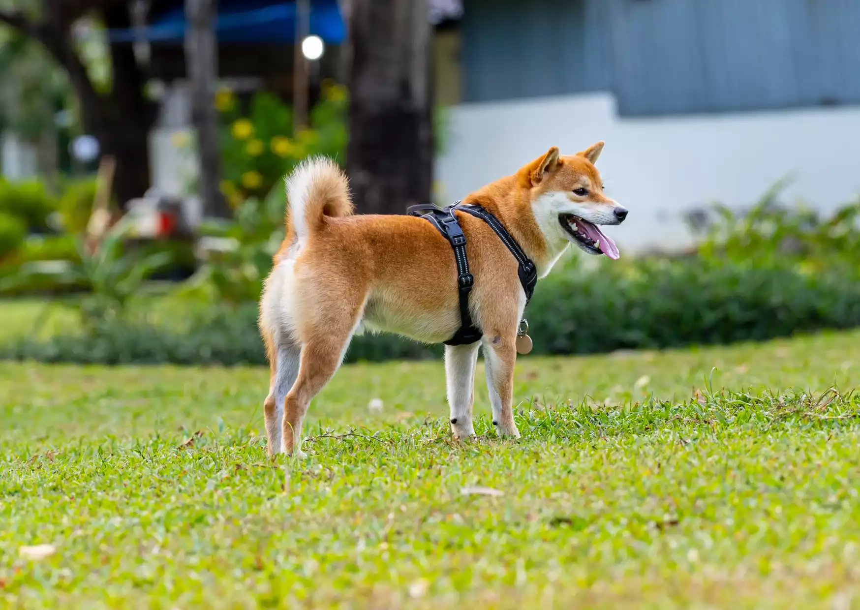 Akita inu Colonel Gustave