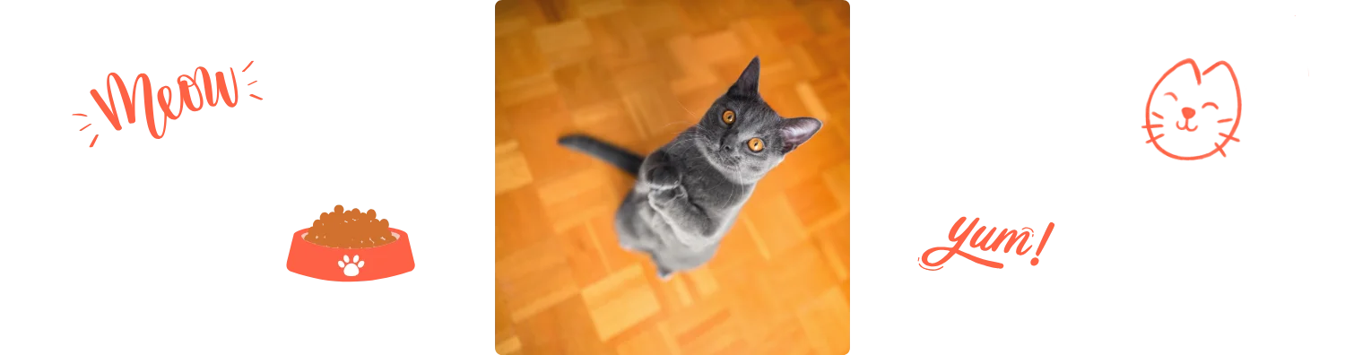 Chat qui saute
