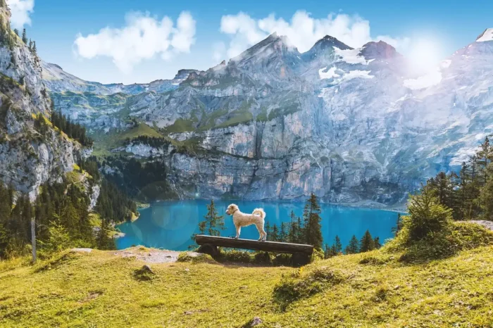 Partir en vacances avec son chien