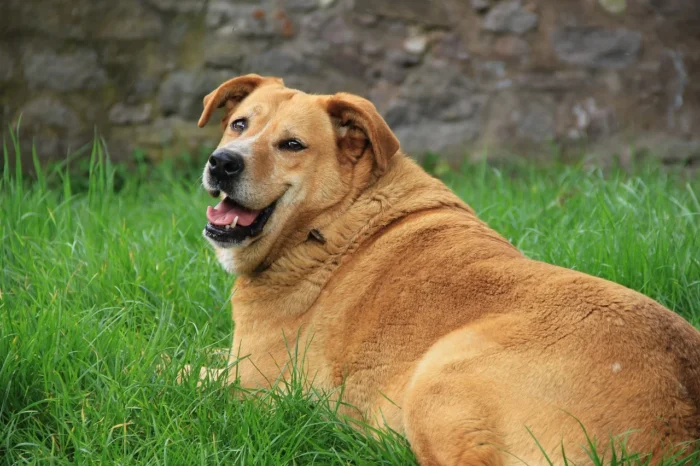 Comment faire maigrir mon chien ?