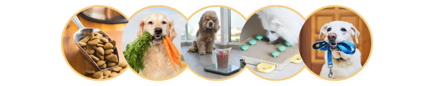 Comment faire maigrir mon chien ? Colonel Gustave