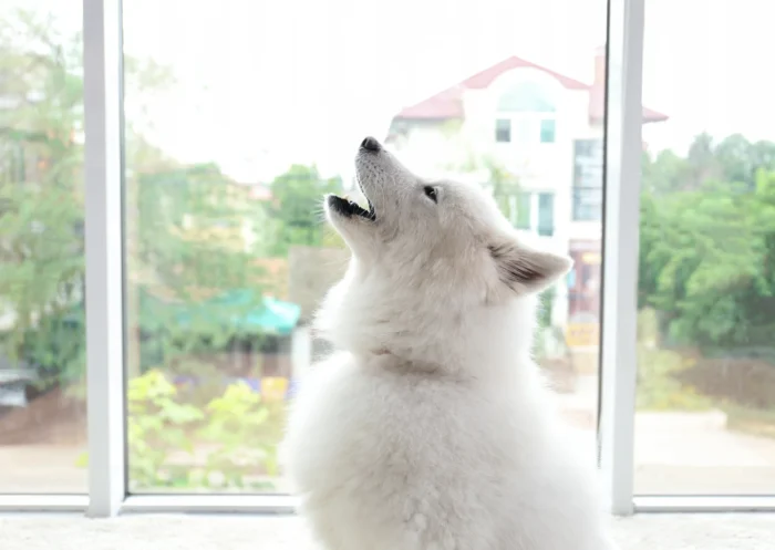 6 astuces pour laisser son chien seul à la maison