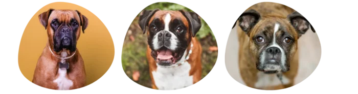 Couleurs Boxer